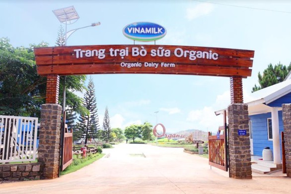 Ngạc nhiên nơi bò được chăm sóc bằng vườn thuốc nam - Ảnh 1. Ngạc nhiên nơi bò được chăm sóc bằng vườn thuốc nam - Ảnh 1.