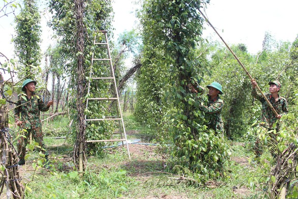 Lốc xoáy cuốn phăng nhà cửa, cây cối tại huyện biên giới Bù Đốp - Ảnh 5. Lốc xoáy cuốn phăng nhà cửa, cây cối tại huyện biên giới Bù Đốp - Ảnh 5.
