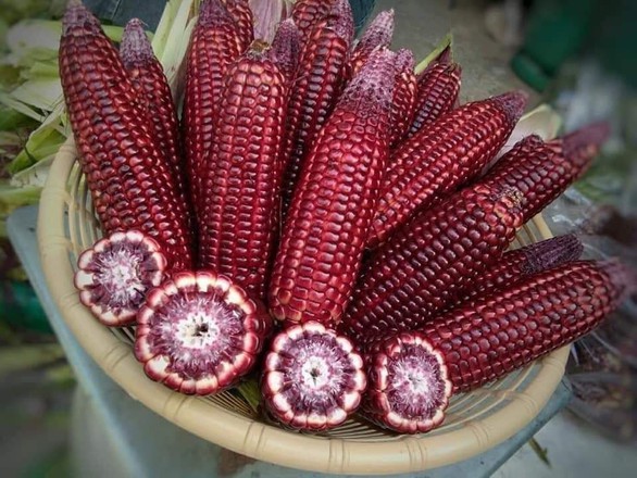 Bắp bán 500 đồng mỗi hạt, dân vẫn đổ xô tìm mua - Ảnh 1. Bắp bán 500 đồng mỗi hạt, dân vẫn đổ xô tìm mua - Ảnh 1.