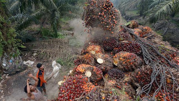 Indonesia trước nguy cơ mất thị trường dầu cọ chục tỉ USD từ EU - Ảnh 1. Indonesia trước nguy cơ mất thị trường dầu cọ chục tỉ USD từ EU - Ảnh 1.