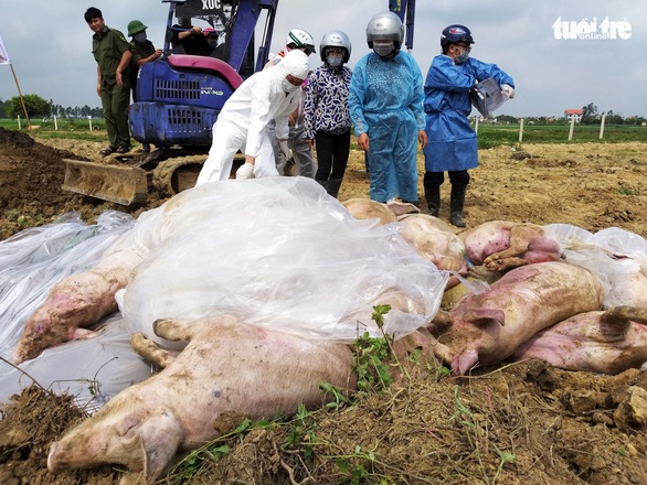 Khai heo bệnh nặng... 405kg để nhận hỗ trợ hơn 21 triệu đồng - Ảnh 1. Khai heo bệnh nặng... 405kg để nhận hỗ trợ hơn 21 triệu đồng - Ảnh 1.