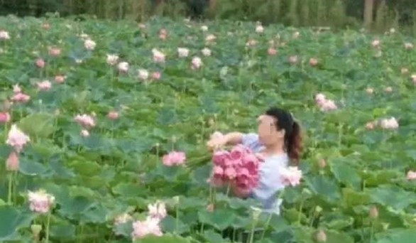 Khách lội hồ hái trụi sen, công viên sinh thái Trung Quốc phải đóng cửa - Ảnh 2. Khách lội hồ hái trụi sen, công viên sinh thái Trung Quốc phải đóng cửa - Ảnh 2.