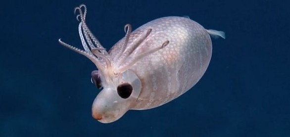 Ngộ nghĩnh loài mực đáng yêu như chú heo con - Ảnh 2. Ngộ nghĩnh loài mực đáng yêu như chú heo con - Ảnh 2.