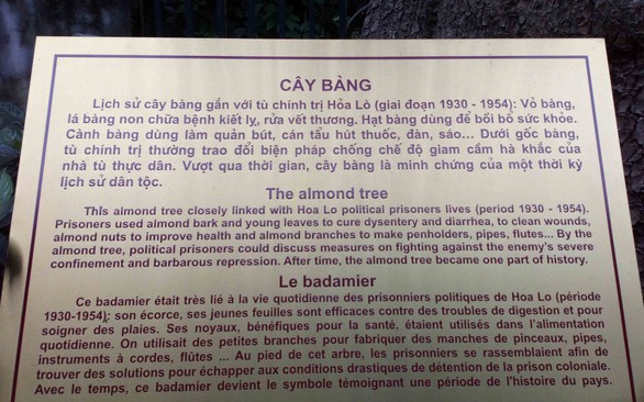 cây bàng cây bàng