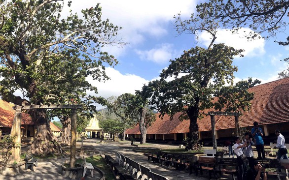 Cây bàng bi tráng nuôi sống hàng ngàn người tù Côn Đảo - Ảnh 2. Cây bàng bi tráng nuôi sống hàng ngàn người tù Côn Đảo - Ảnh 2.