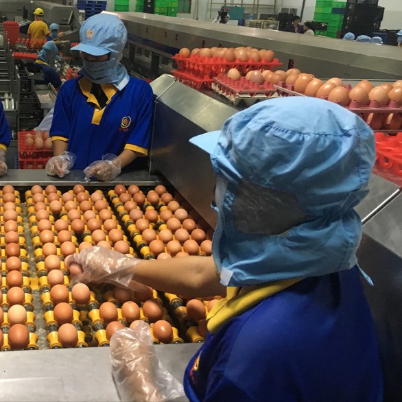 Thịt heo, trứng, rau củ quả nhiều loại giảm giá - Ảnh 1. Thịt heo, trứng, rau củ quả nhiều loại giảm giá - Ảnh 1.