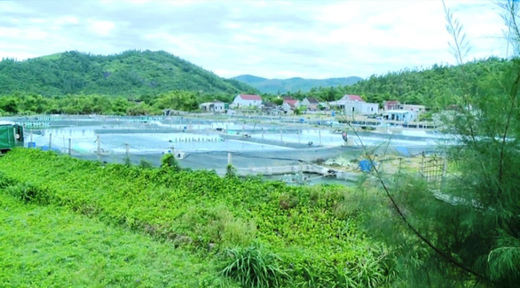 Khu nuôi tôm xả nước hôi thối ra biển, dân nhiều bữa không nuốt nổi cơm - Ảnh 1. Khu nuôi tôm xả nước hôi thối ra biển, dân nhiều bữa không nuốt nổi cơm - Ảnh 1.