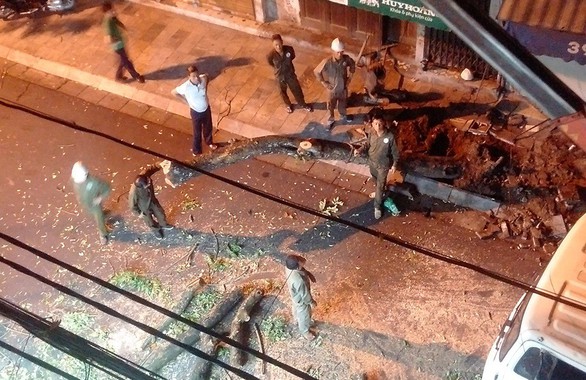 Chặt hạ khẩn cây sưa đỏ trên phố cổ Hà Nội vì đổ nghiêng - Ảnh 1. Chặt hạ khẩn cây sưa đỏ trên phố cổ Hà Nội vì đổ nghiêng - Ảnh 1.