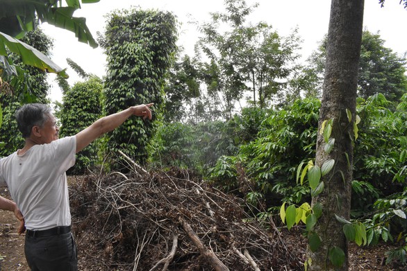 Cựu binh trồng cà phê nuôi gia đình dưới góc nhìn của người nước ngoài - Ảnh 1. Cựu binh trồng cà phê nuôi gia đình dưới góc nhìn của người nước ngoài - Ảnh 1.