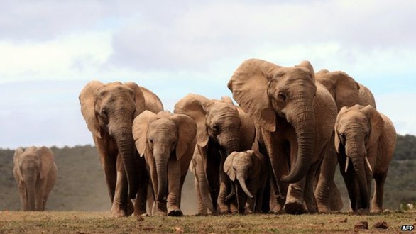 CITES bảo vệ quyền của loài voi hoang dã châu Phi - Ảnh 1. CITES bảo vệ quyền của loài voi hoang dã châu Phi - Ảnh 1.