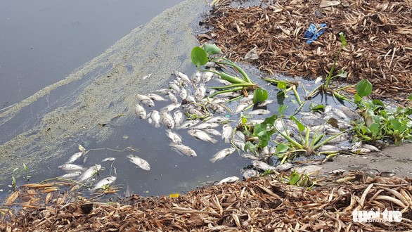 Cá chết trắng hàng tấn trên hồ Hòa Phú, Đà Nẵng - Ảnh 6.