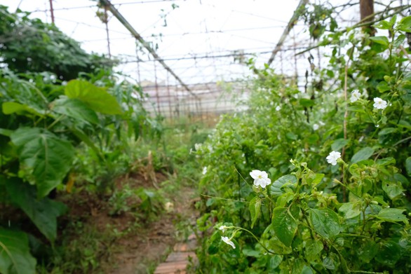Người Đà Lạt dỡ nhà kính để trồng vườn truyền thống - Ảnh 1. Người Đà Lạt dỡ nhà kính để trồng vườn truyền thống - Ảnh 1.