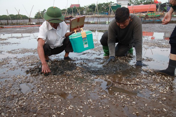 Sau cá, hàng trăm tấn ngao ở Hà Tĩnh chết trắng - Ảnh 1. Sau cá, hàng trăm tấn ngao ở Hà Tĩnh chết trắng - Ảnh 1.