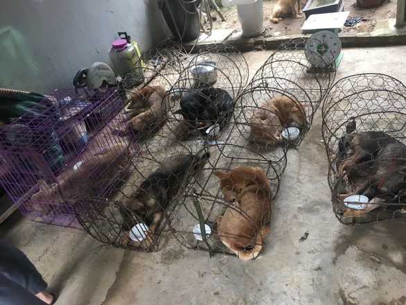 Liên minh bảo vệ chó châu Á chăm sóc đàn chó tạm giữ ở Công an Thanh Hóa - Ảnh 4. Liên minh bảo vệ chó châu Á chăm sóc đàn chó tạm giữ ở Công an Thanh Hóa - Ảnh 4.