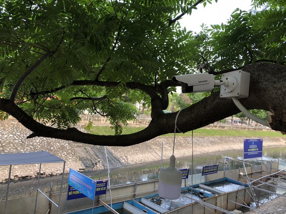 Cá Koi sông Tô Lịch có bảo vệ trông coi cả ngày lẫn đêm - Ảnh 1. Cá Koi sông Tô Lịch có bảo vệ trông coi cả ngày lẫn đêm - Ảnh 1.