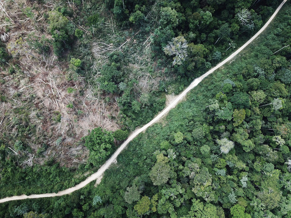 Rừng Amazon góp 20% khí oxy cho Trái đất, có đúng không? - Ảnh 2.