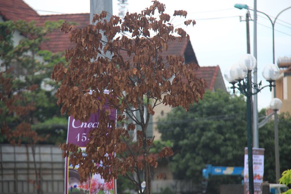 Cây xanh trên con đường đẹp nhất tỉnh chết hàng loạt sau 3 năm trồng - Ảnh 1. Cây xanh trên con đường đẹp nhất tỉnh chết hàng loạt sau 3 năm trồng - Ảnh 1.
