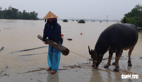 Bị nước lũ cô lập, người dân Hương Khê lo di dời tài sản, gia súc - Ảnh 8. Bị nước lũ cô lập, người dân Hương Khê lo di dời tài sản, gia súc - Ảnh 8.