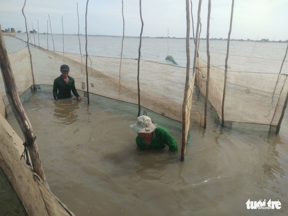 Giá cá linh còn 150.000đ-180.000đ/kg nhờ nước lũ lên cao - Ảnh 1. Giá cá linh còn 150.000đ-180.000đ/kg nhờ nước lũ lên cao - Ảnh 1.