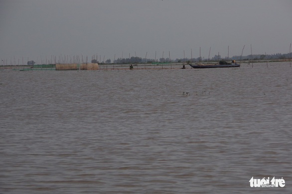 Giá cá linh còn 150.000đ-180.000đ/kg nhờ nước lũ lên cao - Ảnh 4. Giá cá linh còn 150.000đ-180.000đ/kg nhờ nước lũ lên cao - Ảnh 4.
