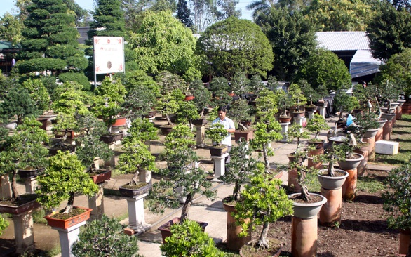 Hai Lúa mần bonsai bạc tỉ - Ảnh 1. Hai Lúa mần bonsai bạc tỉ - Ảnh 1.