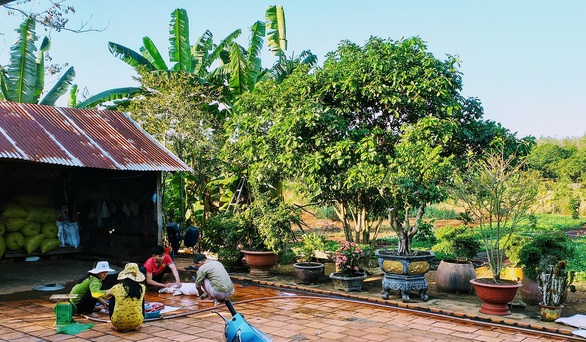 10 năm ở trọ Sài Gòn, lịch tết của tôi không thay đổi: về với vườn rau của mẹ - Ảnh 1. 10 năm ở trọ Sài Gòn, lịch tết của tôi không thay đổi: về với vườn rau của mẹ - Ảnh 1.