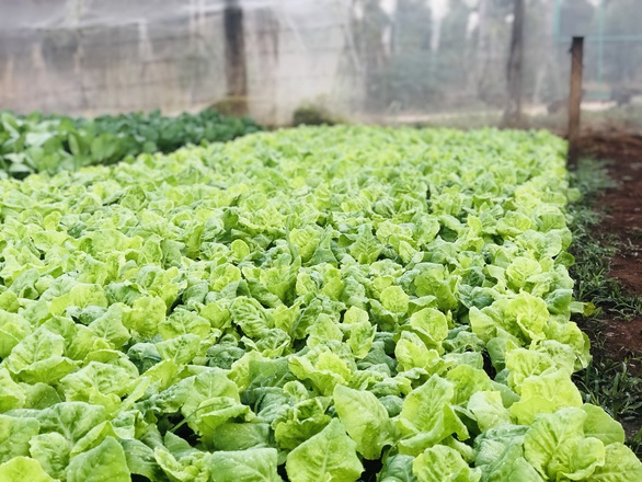 10 năm ở trọ Sài Gòn, lịch tết của tôi không thay đổi: về với vườn rau của mẹ - Ảnh 4. 10 năm ở trọ Sài Gòn, lịch tết của tôi không thay đổi: về với vườn rau của mẹ - Ảnh 4.