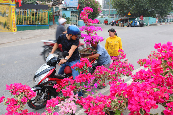 Mai, quất miền Tây vừa cập bến Bình Đông đã có người mua - Ảnh 5. Mai, quất miền Tây vừa cập bến Bình Đông đã có người mua - Ảnh 5.