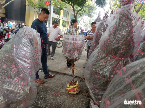 Đào Bắc vào Nam không nhiều, hoa bung nụ sớm nên giá có giảm - Ảnh 3. Đào Bắc vào Nam không nhiều, hoa bung nụ sớm nên giá có giảm - Ảnh 3.