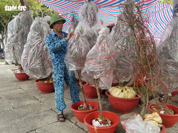 Đào Bắc vào Nam không nhiều, hoa bung nụ sớm nên giá có giảm - Ảnh 6. Đào Bắc vào Nam không nhiều, hoa bung nụ sớm nên giá có giảm - Ảnh 6.