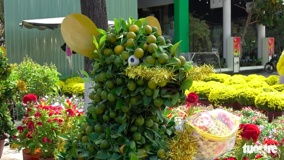 Quất bonsai tạo hình chuột đắt như tôm tươi - Ảnh 5. Quất bonsai tạo hình chuột đắt như tôm tươi - Ảnh 5.