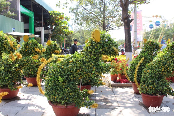 Quất bonsai tạo hình chuột đắt như tôm tươi - Ảnh 2. Quất bonsai tạo hình chuột đắt như tôm tươi - Ảnh 2.