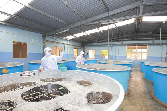 Minh Phú bị điều tra lẩn tránh thuế chống bán phá giá vào Mỹ - Ảnh 3. Minh Phú bị điều tra lẩn tránh thuế chống bán phá giá vào Mỹ - Ảnh 3.