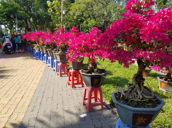 Sợ ngậm hàng, nhiều nhà vườn bắt đầu giảm giá hoa - Ảnh 8. Sợ ngậm hàng, nhiều nhà vườn bắt đầu giảm giá hoa - Ảnh 8.