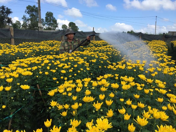Hoa Tết Tây Nguyên bất ngờ chinh phục thủ phủ hoa miền Tây - Ảnh 1. Hoa Tết Tây Nguyên bất ngờ chinh phục thủ phủ hoa miền Tây - Ảnh 1.