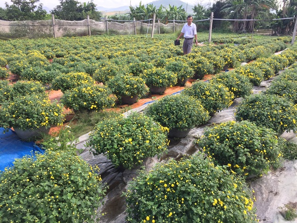 Hoa Tết Tây Nguyên bất ngờ chinh phục thủ phủ hoa miền Tây - Ảnh 4. Hoa Tết Tây Nguyên bất ngờ chinh phục thủ phủ hoa miền Tây - Ảnh 4.