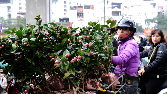 Ngã ngửa với hoa hải đường chi chít nụ mà tưới hoài không nở - Ảnh 2. Ngã ngửa với hoa hải đường chi chít nụ mà tưới hoài không nở - Ảnh 2.