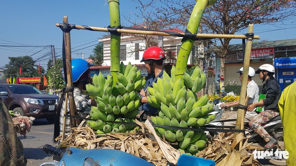 Chuối Tân Long - ‘thủ phủ chuối’ miền Trung lo vỡ trận - Ảnh 4. Chuối Tân Long - ‘thủ phủ chuối’ miền Trung lo vỡ trận - Ảnh 4.