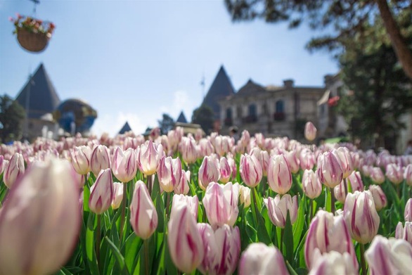 Bắt trọn mùa hoa tulip đẹp “rụng tim” ở Bà Nà Hills - Ảnh 1. Bắt trọn mùa hoa tulip đẹp “rụng tim” ở Bà Nà Hills - Ảnh 1.