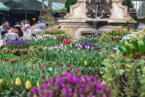 Bắt trọn mùa hoa tulip đẹp “rụng tim” ở Bà Nà Hills - Ảnh 3. Bắt trọn mùa hoa tulip đẹp “rụng tim” ở Bà Nà Hills - Ảnh 3.