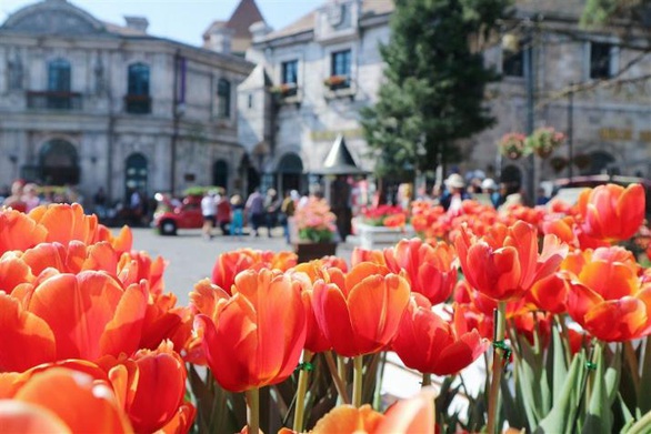 Bắt trọn mùa hoa tulip đẹp “rụng tim” ở Bà Nà Hills - Ảnh 5. Bắt trọn mùa hoa tulip đẹp “rụng tim” ở Bà Nà Hills - Ảnh 5.