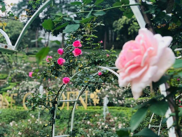 Bắt trọn mùa hoa tulip đẹp “rụng tim” ở Bà Nà Hills - Ảnh 7. Bắt trọn mùa hoa tulip đẹp “rụng tim” ở Bà Nà Hills - Ảnh 7.