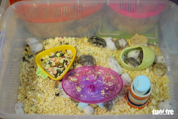 Trước Tết Canh Tý, thú cưng chuột hamster cháy hàng - Ảnh 5. Trước Tết Canh Tý, thú cưng chuột hamster cháy hàng - Ảnh 5.