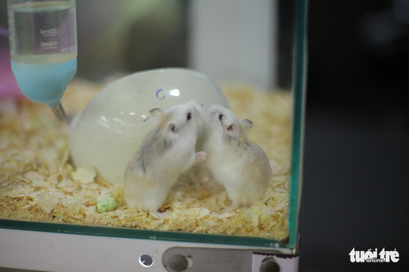 Trước Tết Canh Tý, thú cưng chuột hamster cháy hàng - Ảnh 6. Trước Tết Canh Tý, thú cưng chuột hamster cháy hàng - Ảnh 6.