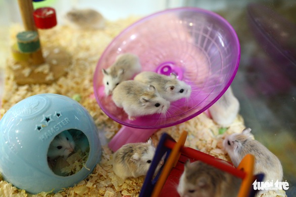 Trước Tết Canh Tý, thú cưng chuột hamster cháy hàng - Ảnh 2. Trước Tết Canh Tý, thú cưng chuột hamster cháy hàng - Ảnh 2.
