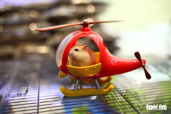 Trước Tết Canh Tý, thú cưng chuột hamster cháy hàng - Ảnh 1. Trước Tết Canh Tý, thú cưng chuột hamster cháy hàng - Ảnh 1.