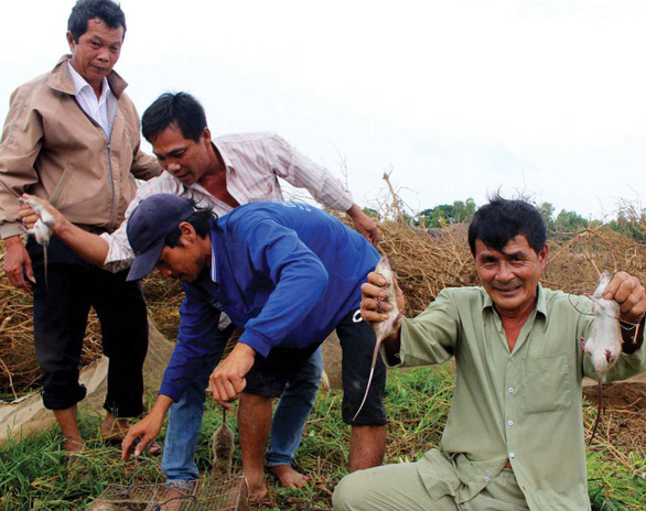 Thịt chuột món ruột miền Tây - Ảnh 2. Thịt chuột món ruột miền Tây - Ảnh 2.