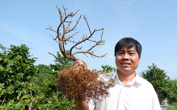 Mai vàng du Tây - Ảnh 1. Mai vàng du Tây - Ảnh 1.