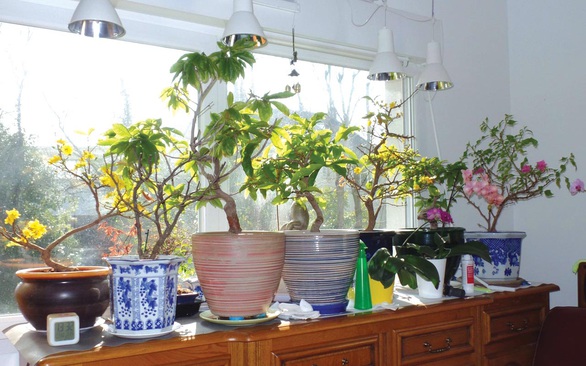 Mai vàng du Tây - Ảnh 4. Mai vàng du Tây - Ảnh 4.