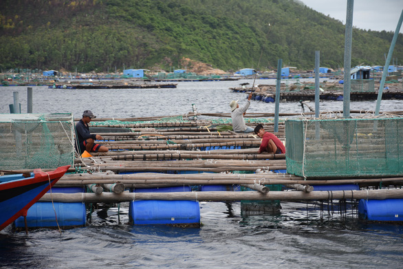 Hối hả chằng neo bè tránh bão vì cả ngàn tỉ đồng đang dưới nước - Ảnh 1.